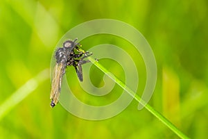 Fly on blade of grass