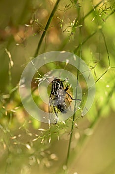 Fly on a blade of grass against a blurred light green background