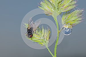 Fly on blade of grass with dew drops