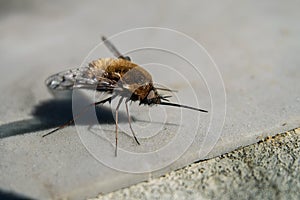 Fly Bombylius major. Wild furry fly. photo