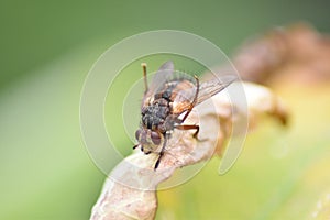 Fly (Brachycera) on a leaf