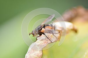 Fly (Brachycera) on a leaf