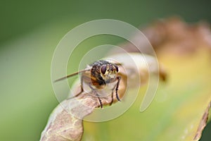 Fly (Brachycera) on a leaf