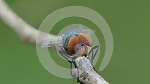 Fly on branch in tropical rain forest.