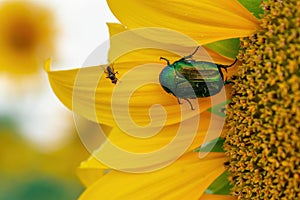 Fly and bright green rose chafer beetle on sunflower petals, macro shot.