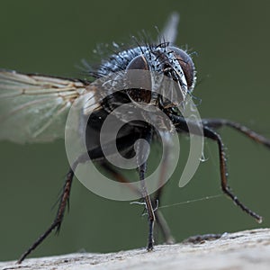 Fly bug standing macrophotograpy