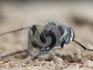 fly buggy insect heavy annoying restless nightmare photo