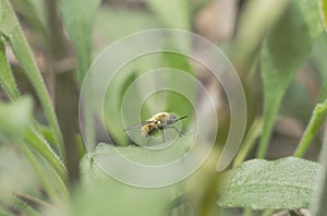 The fly buzzed on a leaf