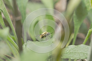 The fly buzzed on a leaf photo