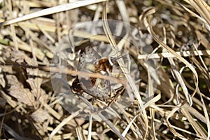 Fly was buzzing, mating photo