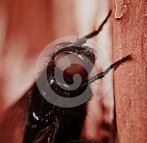 Fly (Calliphoridae) macro closeup of the face. photo