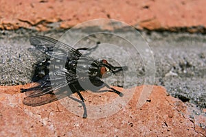 Fly calmly sits on a brick wall