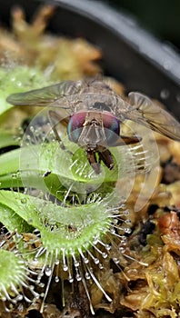 Fly captured on drosera sessilifolia or sundew. Carnivorous plants attract insect to land on them then stick with the dew.