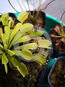 A fly captured by venus flytrap