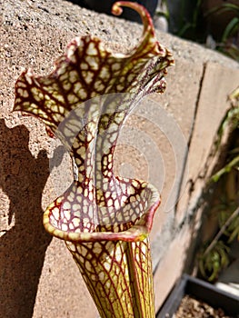 Fly catcher Carnivorous plant Adrian Slack Sarracenia Trumpet pitcher