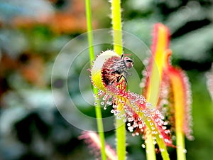 Fly caught by Drosera - carnivorous plant