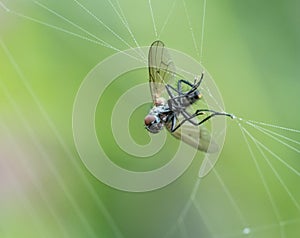 Fly Caught in Spider Web