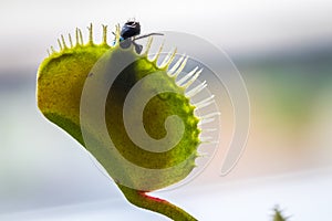 A fly caught in a Venus Flytrap