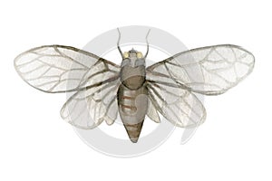 Fly cicada. Insects of France. Watercolour illustration isolated on white illustration.