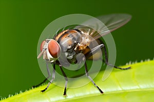 Fly close-up on a green leaf, dark green background. Generative AI content.