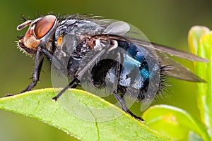 Fly close up, insect macro. Bluebottle