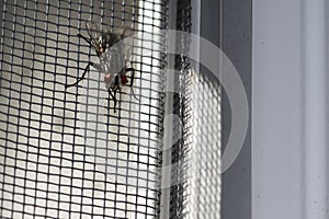 Fly close up, insect macro. Insect Screen Background. The flies are insect carriers of cholera. Living on kitchen accessories, fru