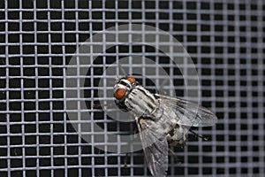 Fly close up, insect macro. Insect Screen Background. The flies are insect carriers of cholera. Living on kitchen accessories, fru