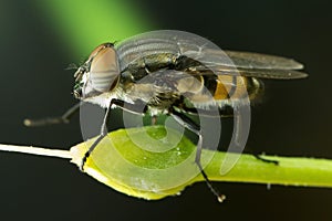 Fly close up