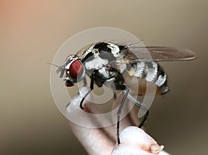 Fly closeup - Anthomyia