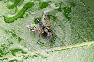 Fly closeup or Mintho rufiventris, Satara