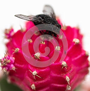 A fly on a colourful cactus.