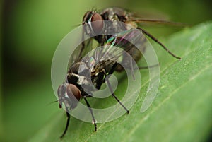 Fly, Couple of insect, breeding.