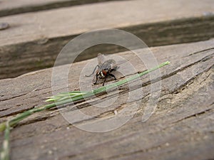 Fly and culm of grass on wood photo