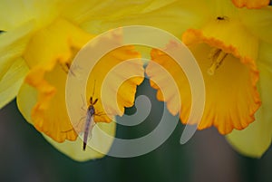 Fly on Daffodils