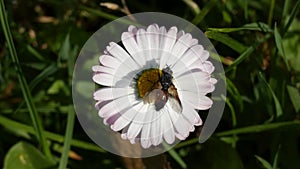 A Fly on Daisy Flower Swaying In the Wind