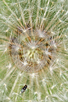 Fly on a Dandelion