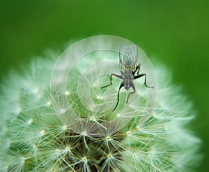 Fly on a Dandelion