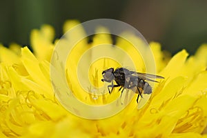 A fly on a dandelion flower