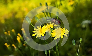 Fly on dandelion flower. Slovakia