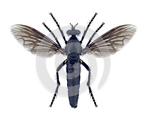 Fly Dasypogon diadema female