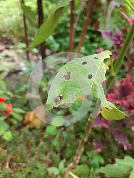 The fly dead in the leaf