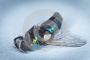 A fly, dead