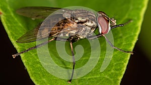 Fly. detail of a house fly on a leaf