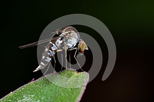 A fly/diptera - curtonotidae axinota