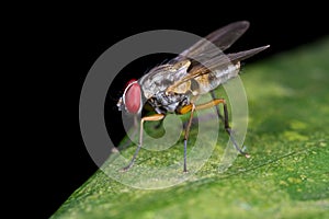 A fly, diptera on green leaf