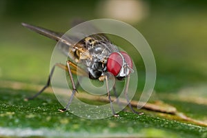 A fly, diptera on green leaf