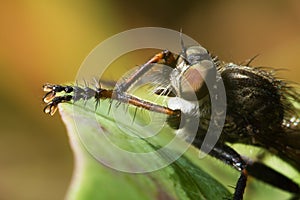 The fly, dragonfly has a rest under the sun. Close up. Wildlife.