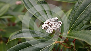 Fly Drinking from White Viburnum Davidii Flowers