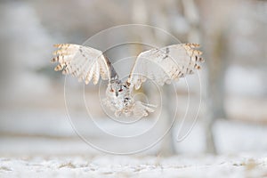 Fly Eastern Siberian Eagle Owl, Bubo bubo sibiricus, sitting on hillock with snow in the forest. Birch tree with beautiful animal. photo