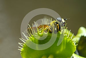 Fly eaten by carnivorous plant photo